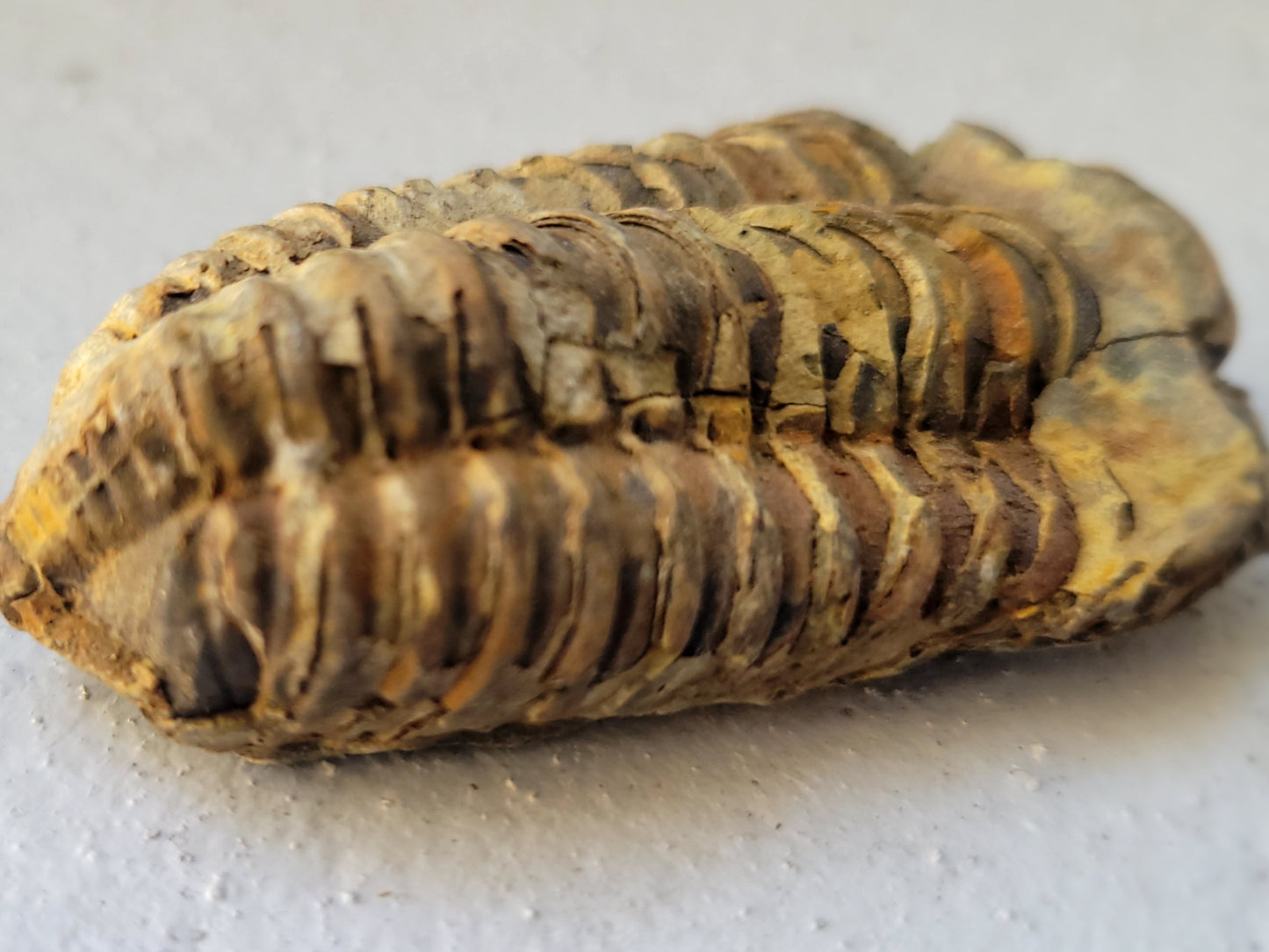 Ancient Trilobite Fossil – Flexicalymene sp., Ordovician Era, Sustainably Sourced from Morocco