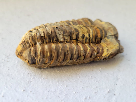 Ancient Trilobite Fossil – Flexicalymene sp., Ordovician Era, Sustainably Sourced from Morocco