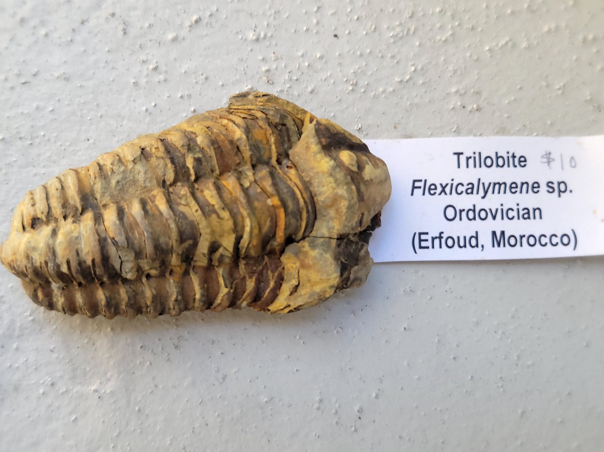 Trilobite fossil