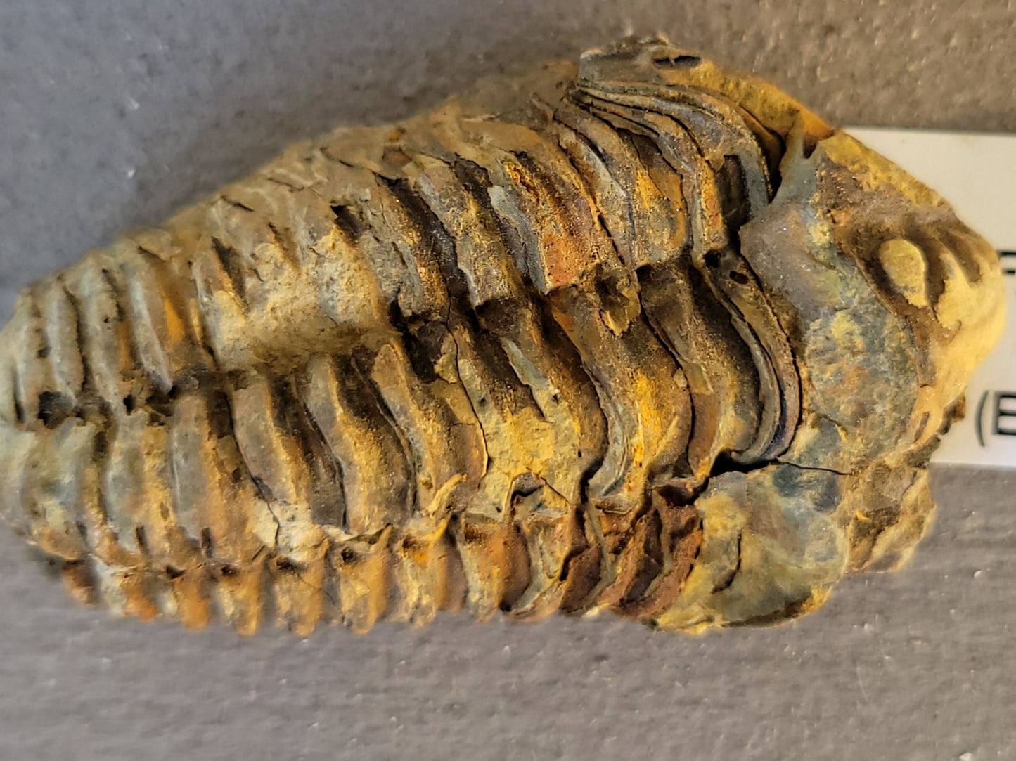 Ancient Trilobite Fossil – Flexicalymene sp., Ordovician Era, Sustainably Sourced from Morocco